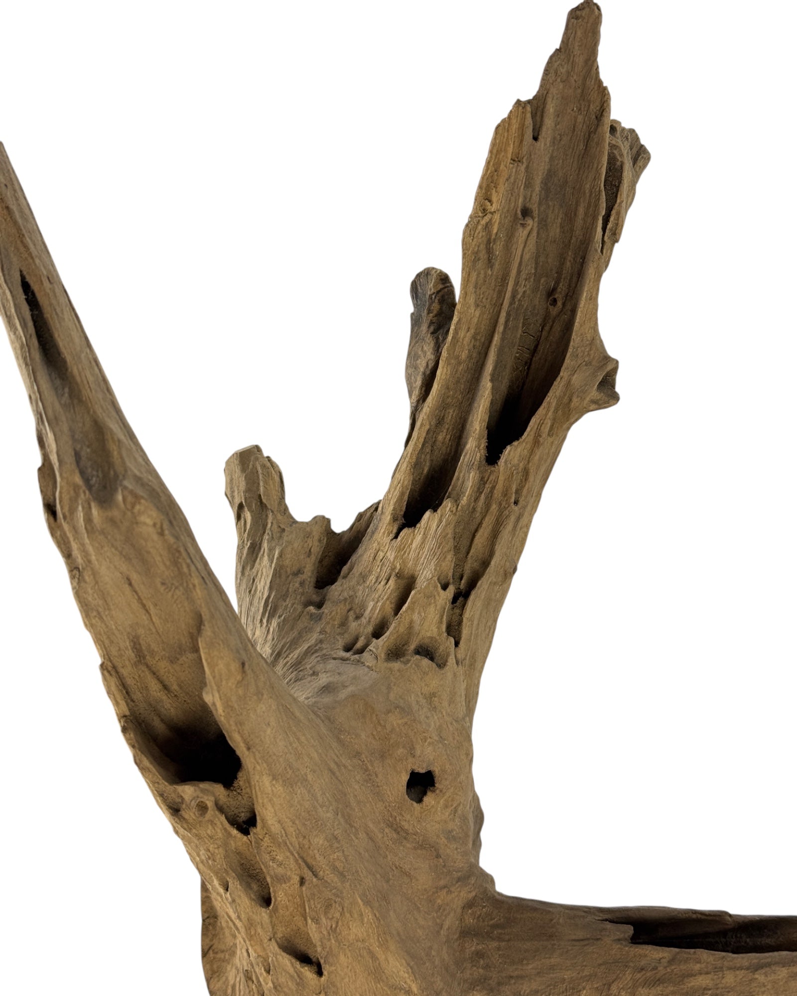 Unique piece: One-of-a-kind decorative object made of teak root wood - 52 × 38 × 23 cm