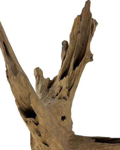 Unique piece: One-of-a-kind decorative object made of teak root wood - 52 × 38 × 23 cm